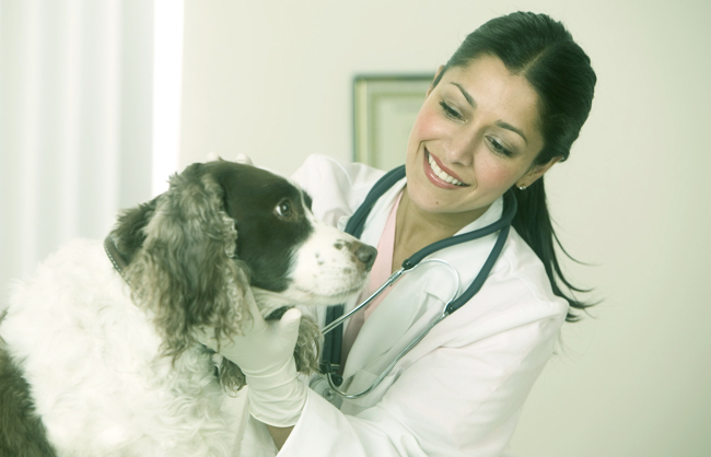 Veterinary Clinical Assistant