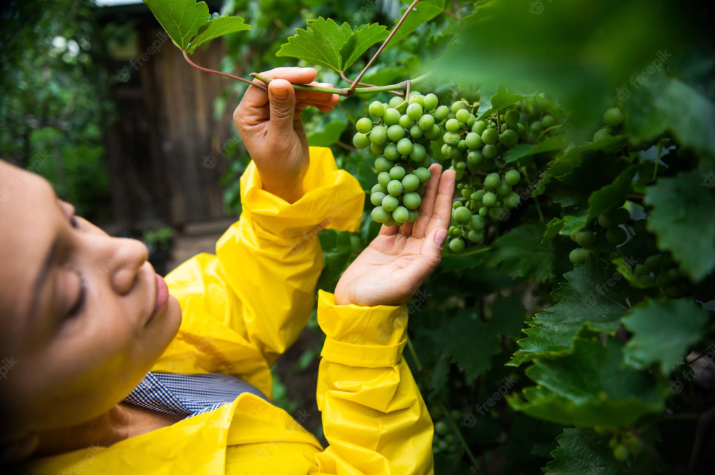 Vineyard Grower (6 month course)