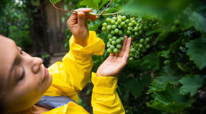 Vineyard Grower (6 month course)