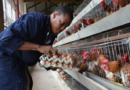 Small poultry farmer