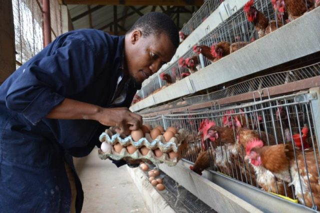 Small poultry farmer(6 month course)