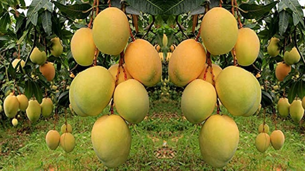 agriculture Mango Grower